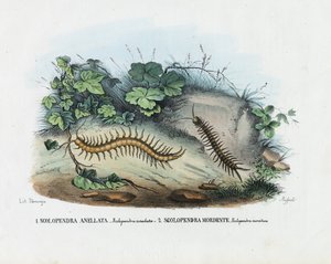 Satajalkainen, 1863-79